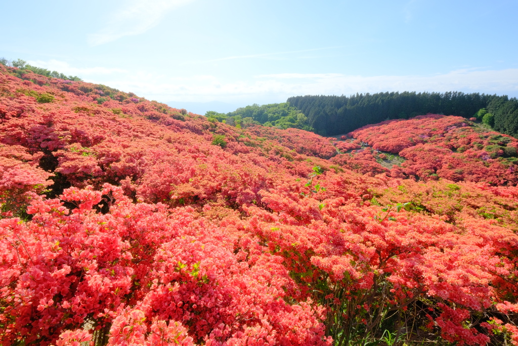 葛城山のつつじ