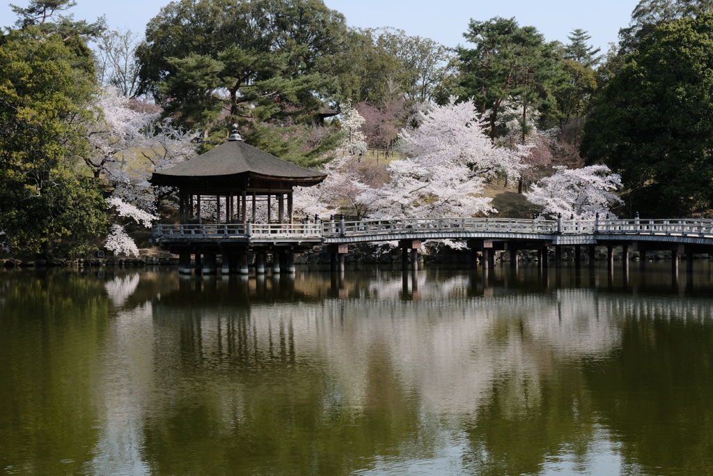 浮御堂の桜