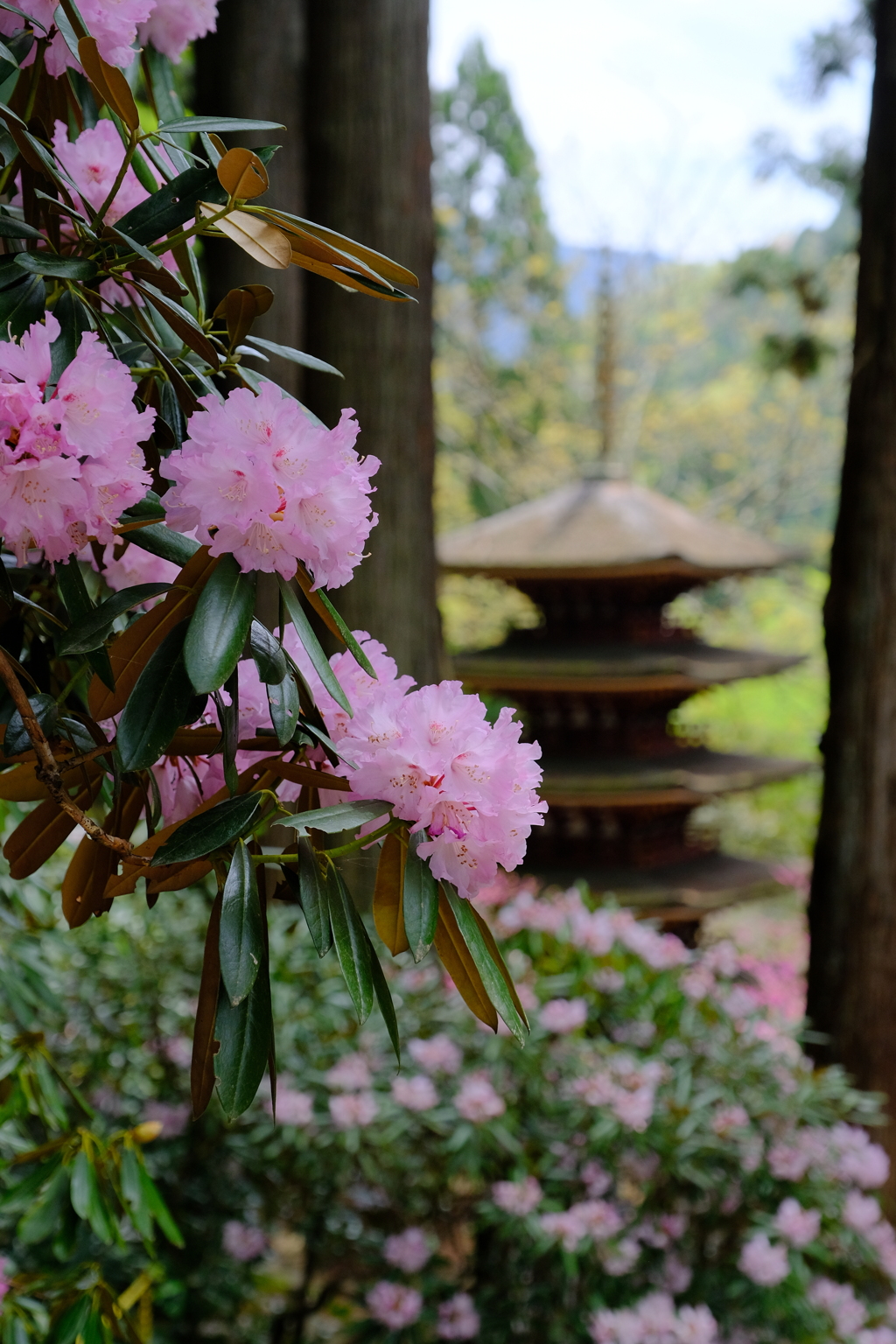 室生寺の石楠花