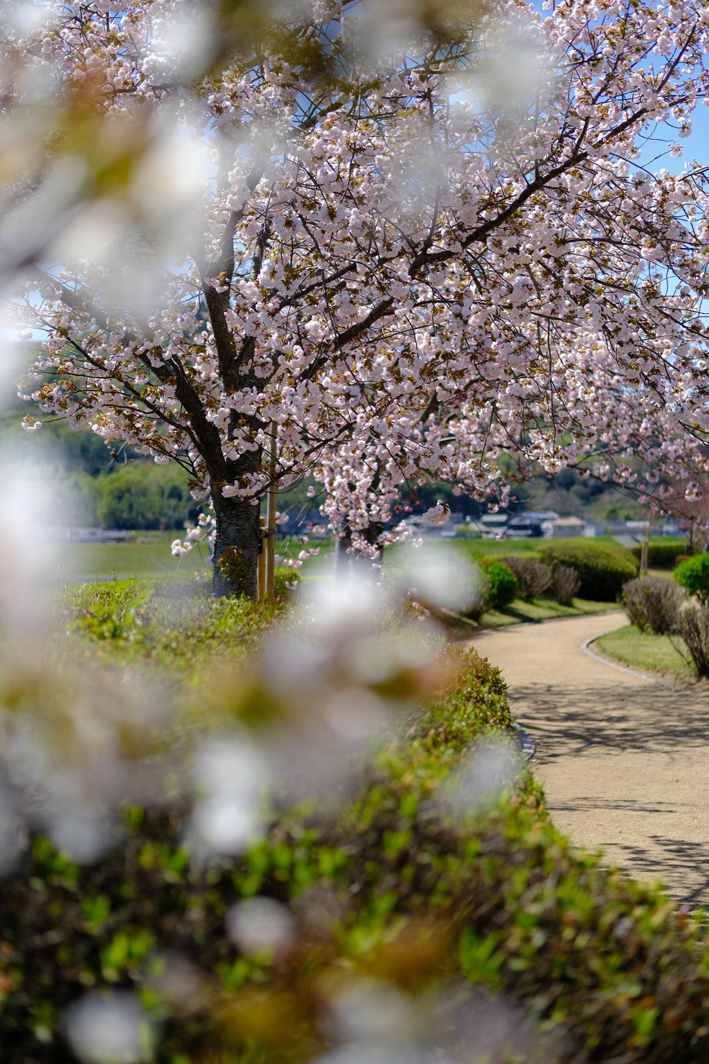 やなせ苑桜づつみの桜