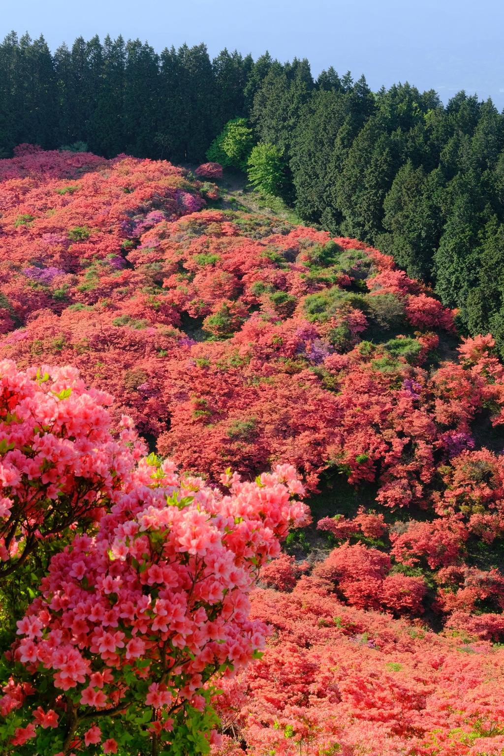葛城山のつつじ