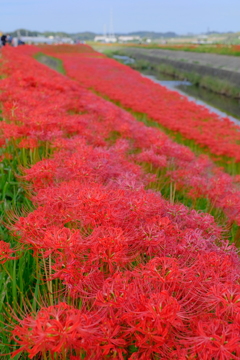 矢勝川堤の彼岸花