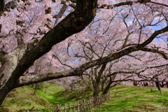 高遠城址公園