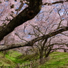 高遠城址公園