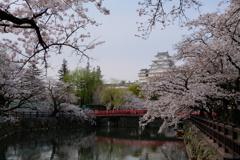 姫路城の桜