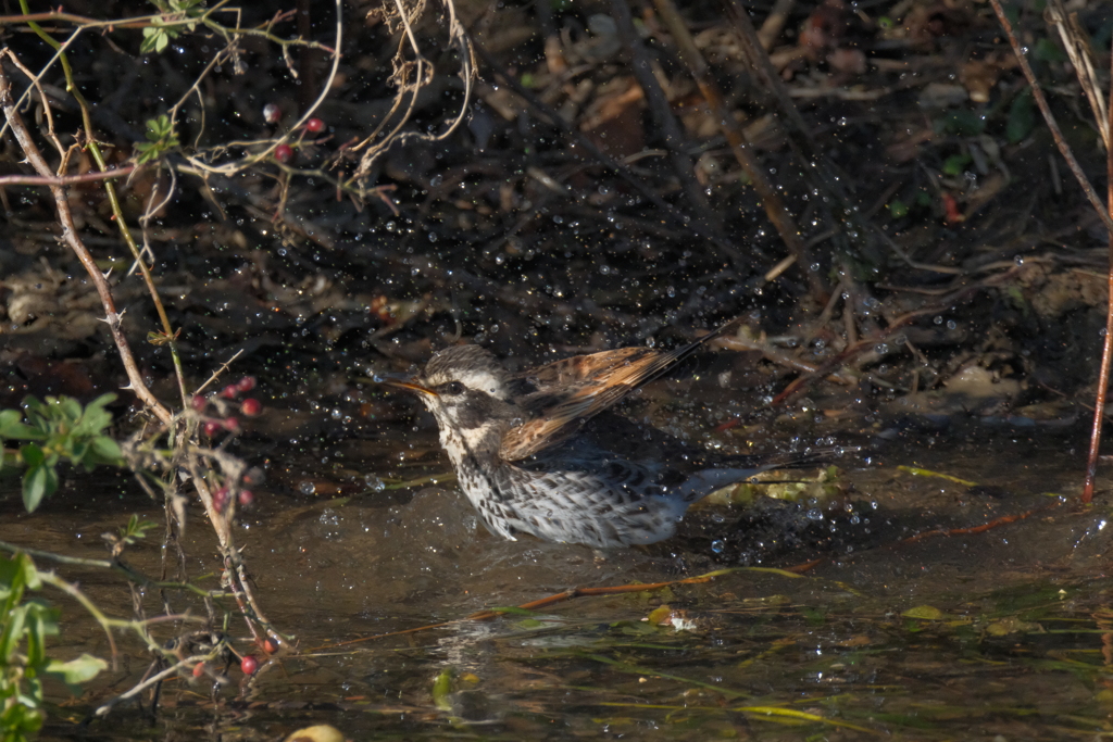 天気が良いので沐浴中