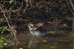 天気が良いので沐浴中