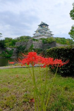大阪城と彼岸花