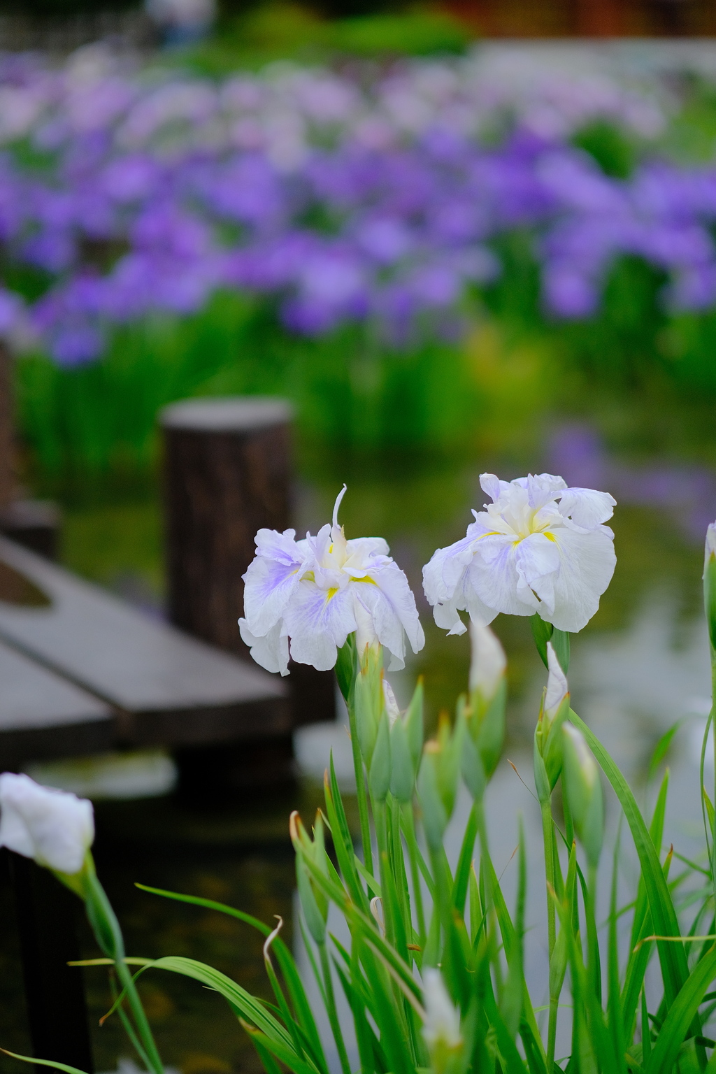 菖蒲園