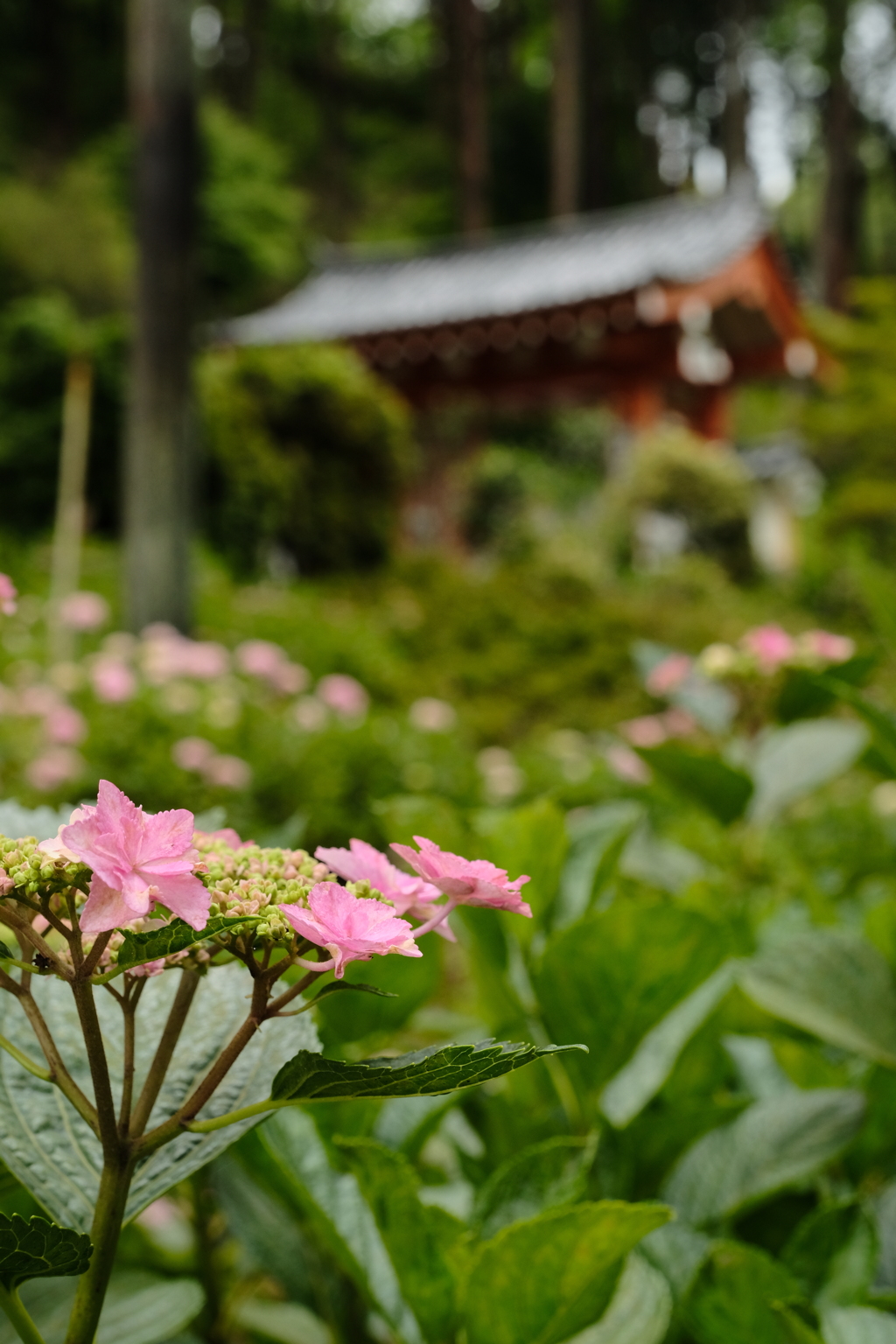 三室戸寺のアジサイ
