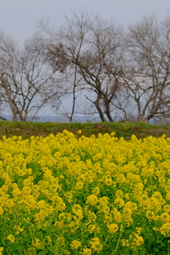 菜の花