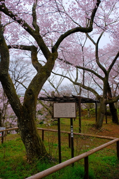 高遠城本丸跡