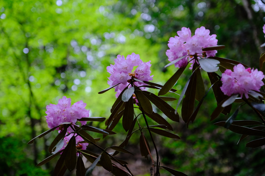 石楠花