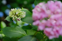 紫陽花