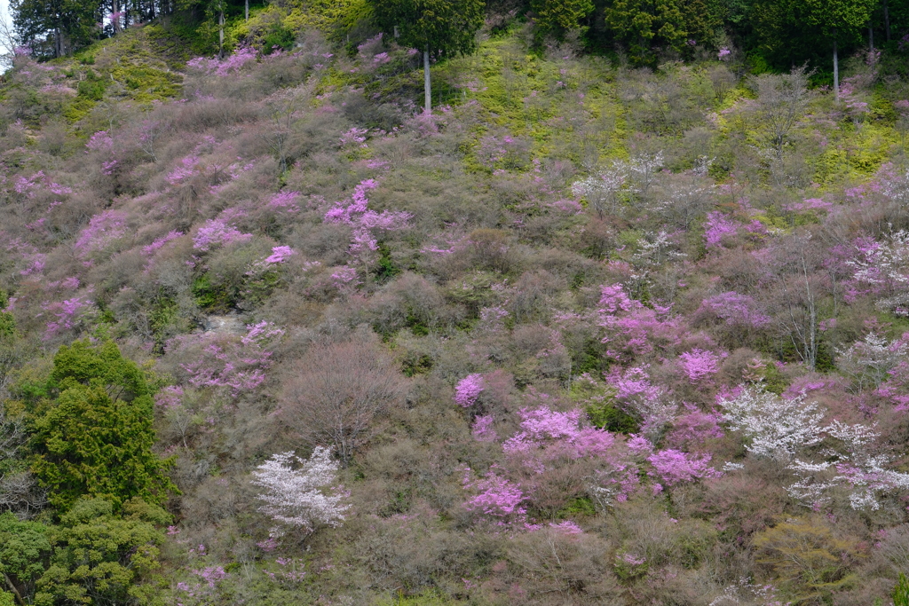西明寺のミツバツツジと桜