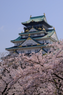 大阪城と桜