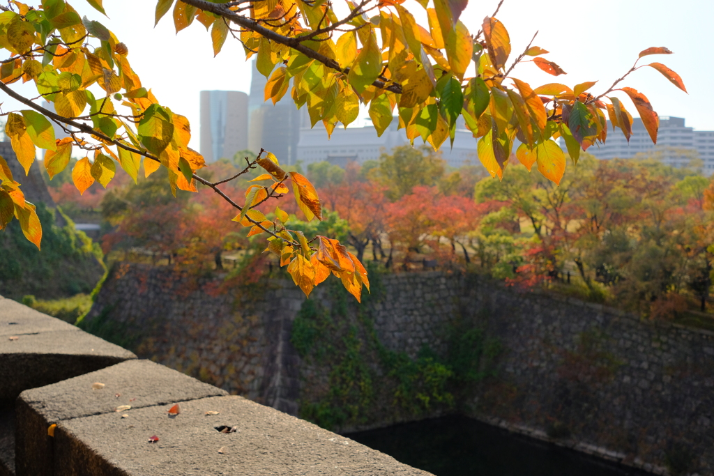 大阪城公園の紅葉