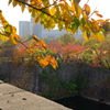 大阪城公園の紅葉