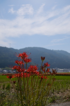 穴太寺の彼岸花