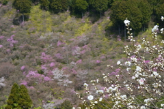西明寺のミツバツツジと桜