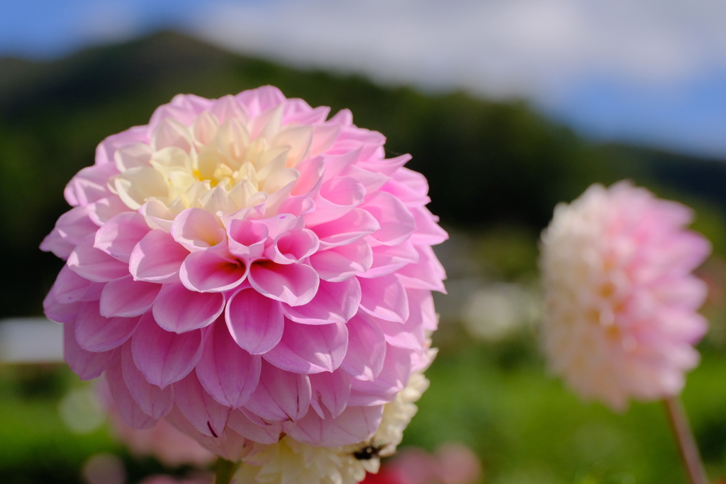 ダリア：花言葉 気品