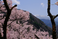 高遠城址公園より