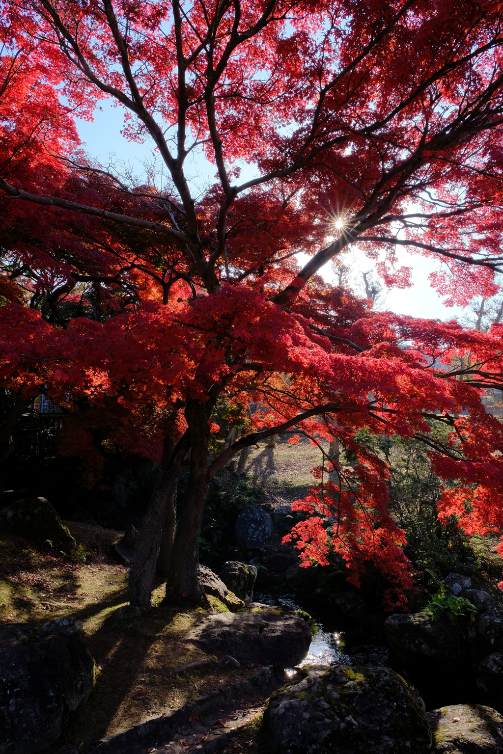 奈良公園の紅葉