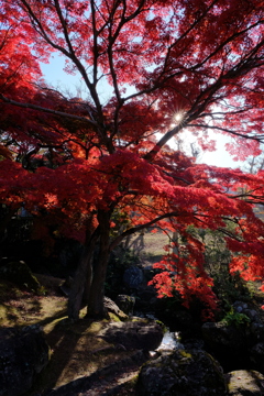 奈良公園の紅葉