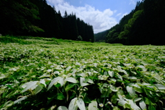 岡田の谷の半夏生