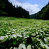 岡田の谷の半夏生