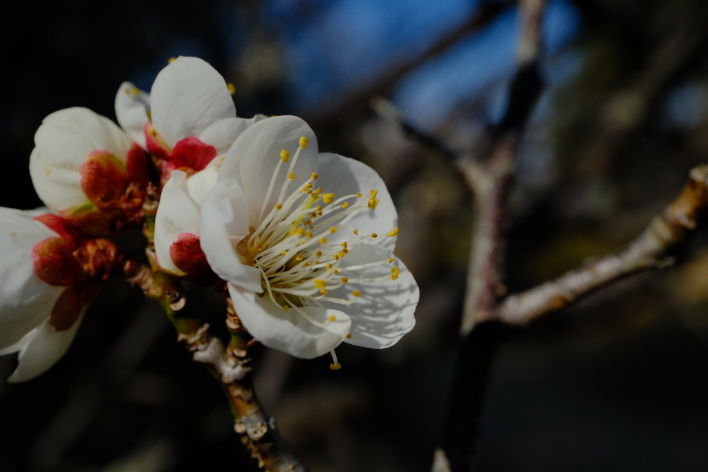 梅の花
