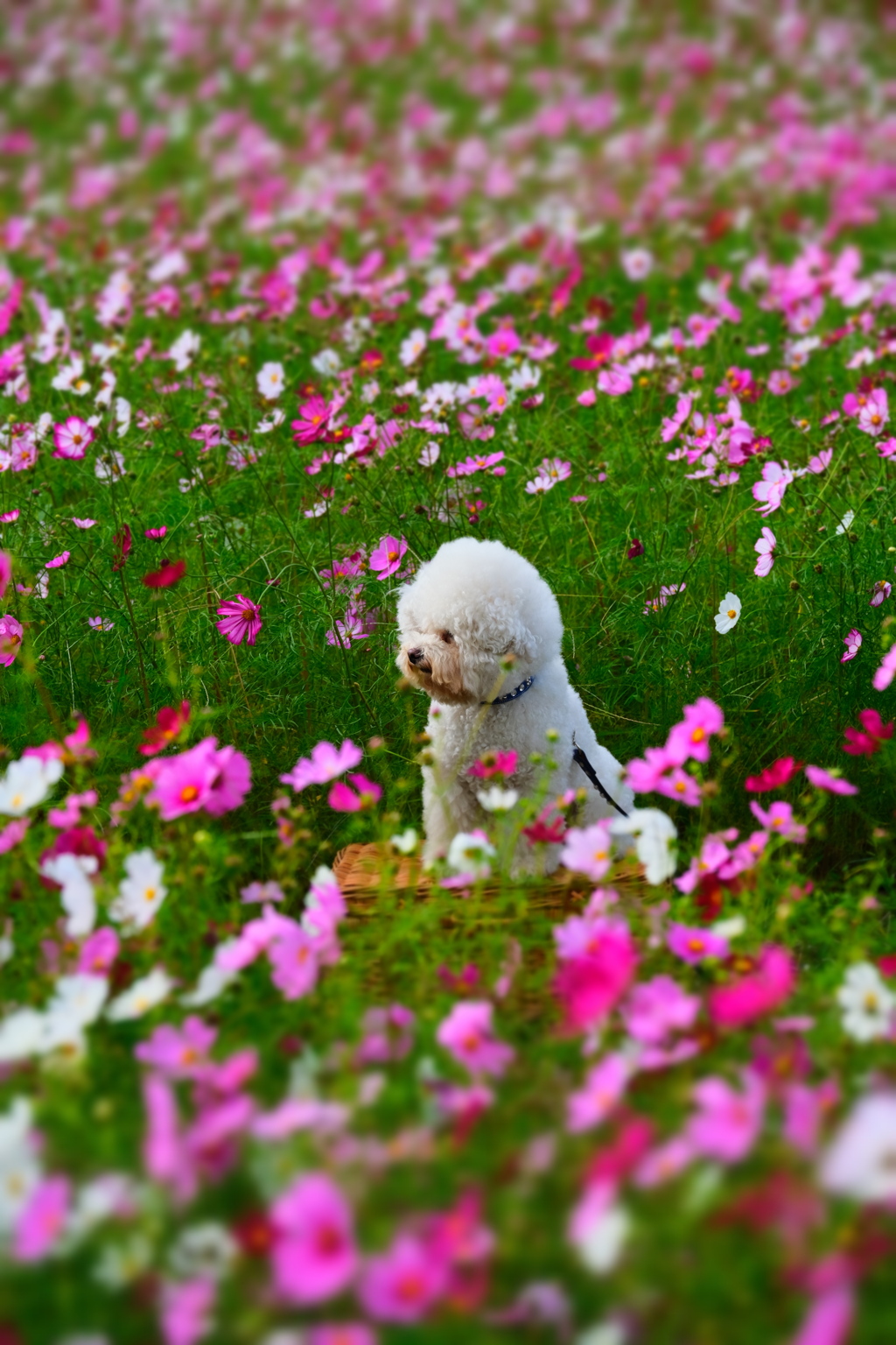 藤原宮跡の秋桜