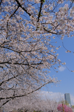 扇町公園の桜