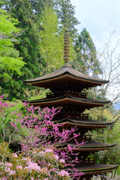 室生寺の石楠花