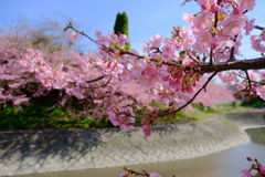 満開の河津桜