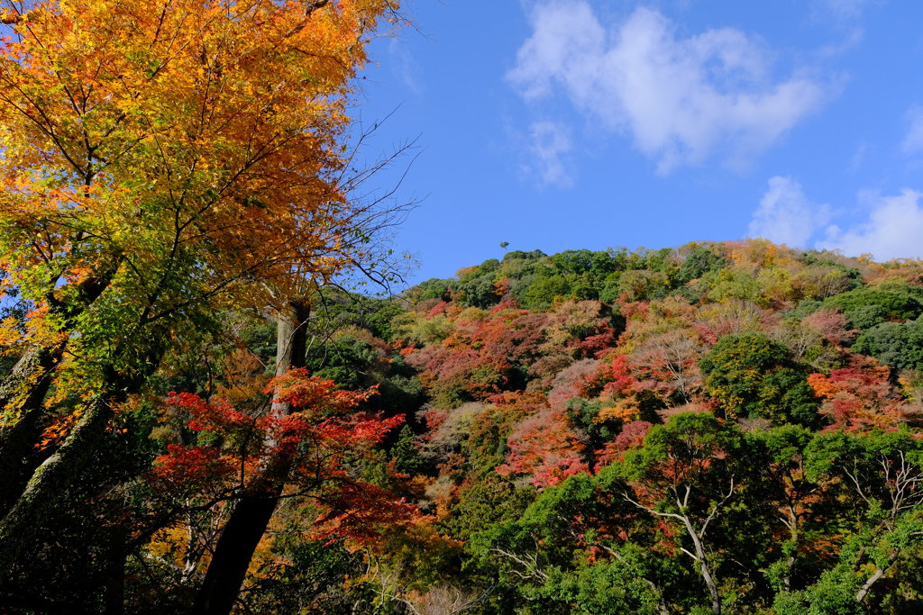 箕面公園の紅葉
