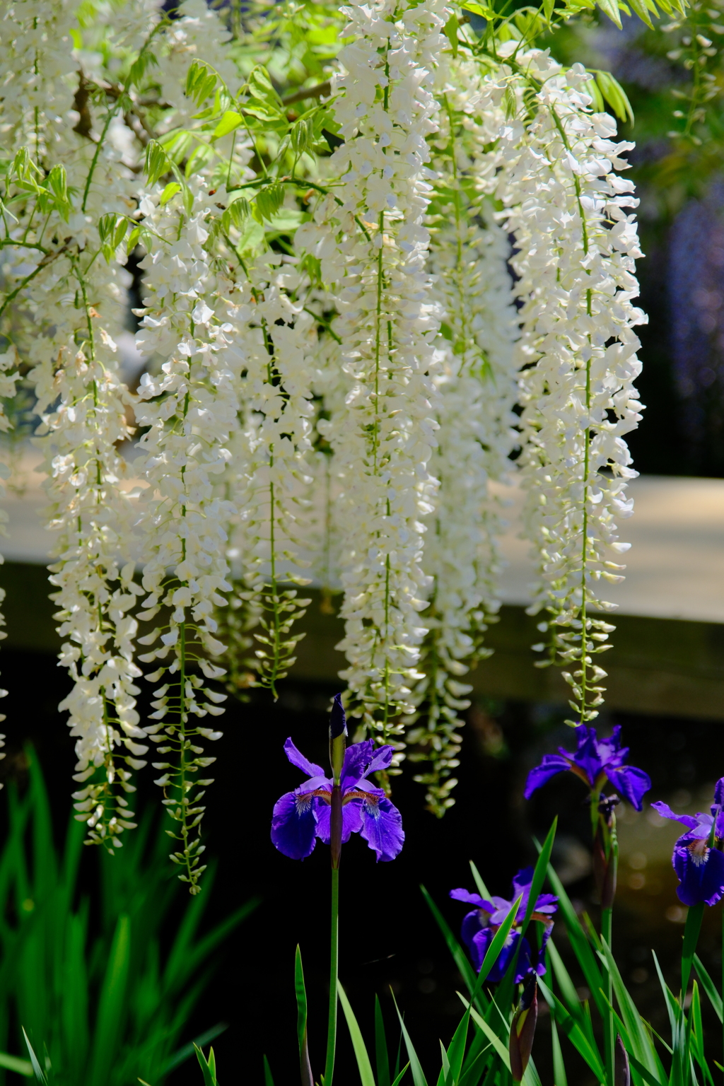 萬葉植物園の藤