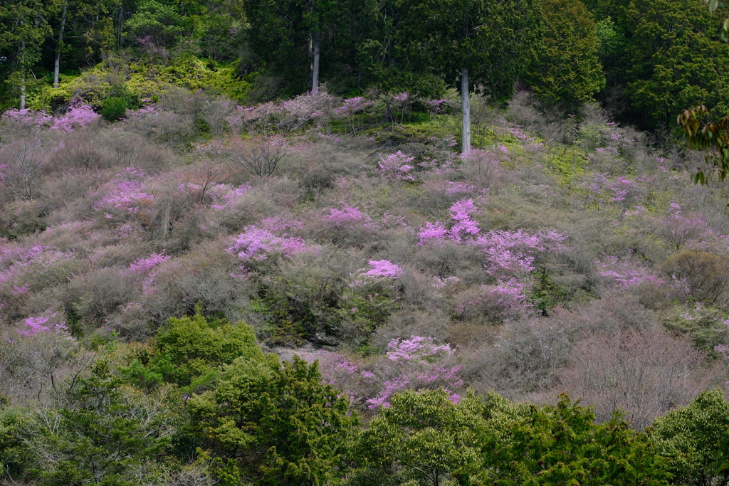西明寺のミツバツツジと桜