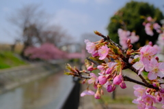 淀水路にて