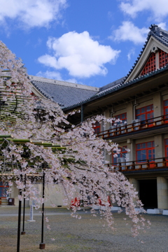 天理教教会部の枝垂れ桜