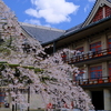 天理教教会部の枝垂れ桜