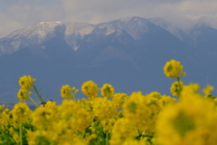 菜の花