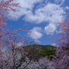 大美和の杜展望台より
