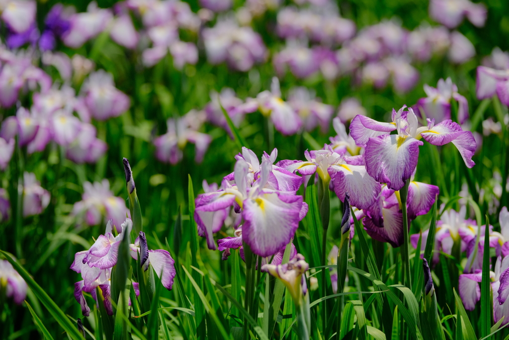 万博記念公園の菖蒲園
