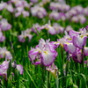 万博記念公園の菖蒲園