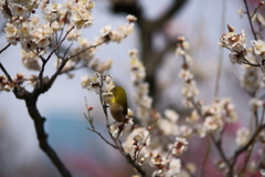 ウメジロー