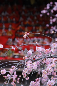 郡上八幡神社の梅