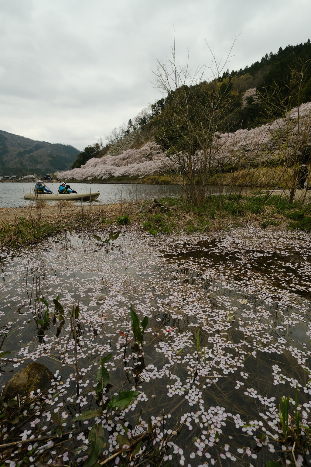 海津大崎の桜