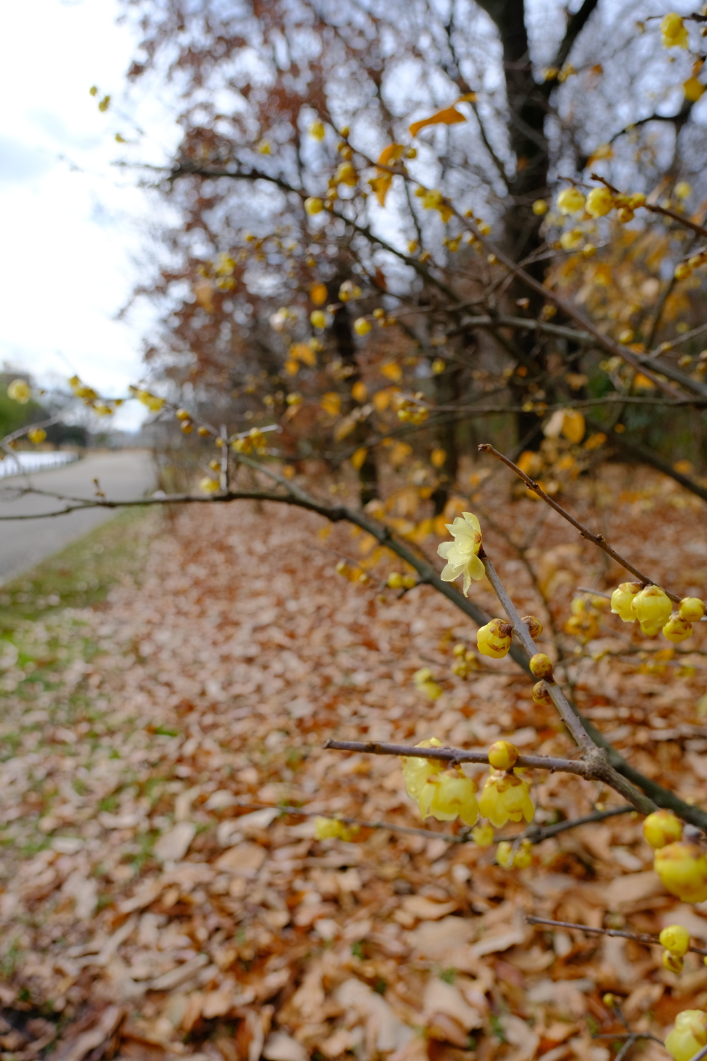 冬の花々