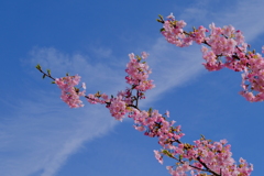 満開の河津桜